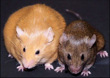 Agouti and Wild-Type Mice
