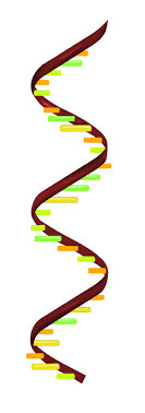 Single Strand RNA